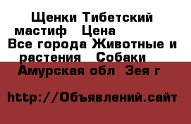  Щенки Тибетский мастиф › Цена ­ 50 000 - Все города Животные и растения » Собаки   . Амурская обл.,Зея г.